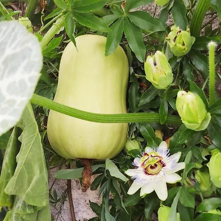 4-zi-wg Casa Sogno - Valle Mit Kamin. Alleinlage Im Rebberg! Apartman