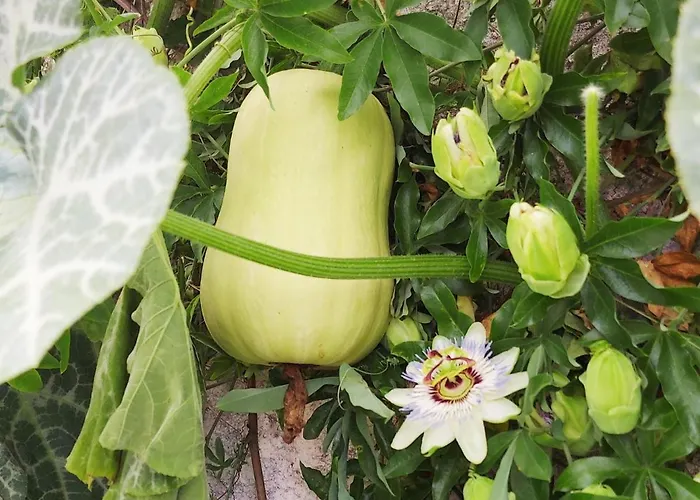 4-zi-wg Casa Sogno - Valle Mit Kamin. Alleinlage Im Rebberg! Appartement